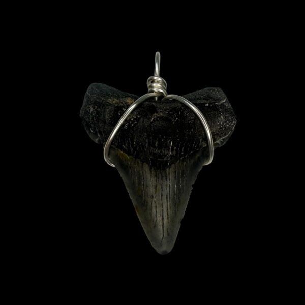 2.00" Megalodon Tooth Pendant