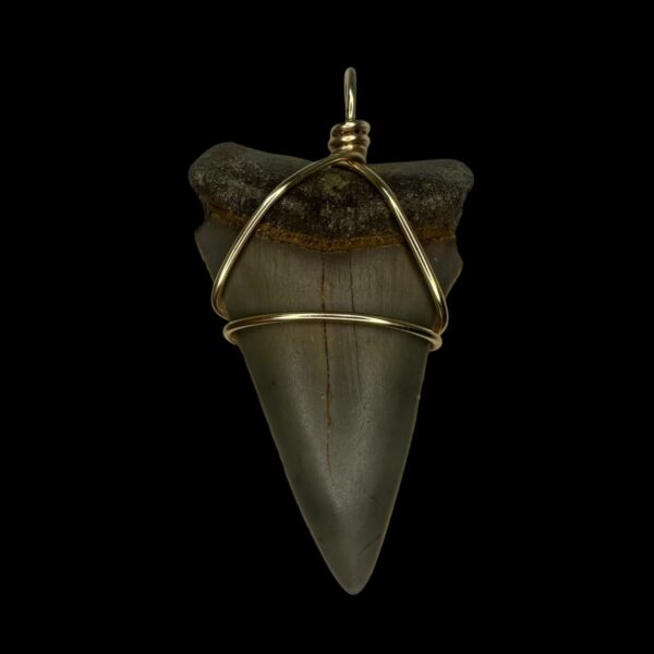 2.49" Mako Tooth Pendant