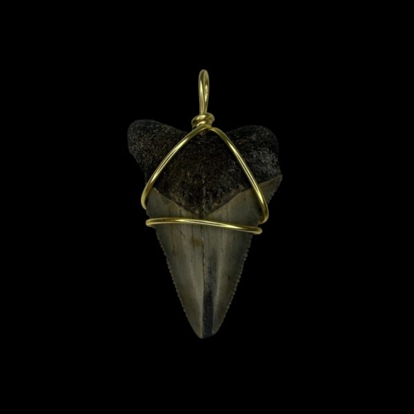 1.53" Megalodon Tooth Pendant