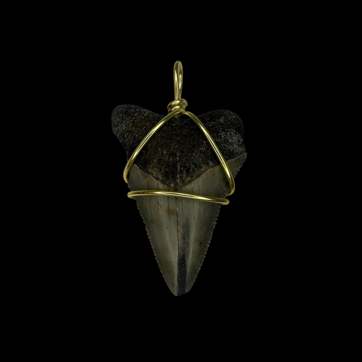 1.53" Megalodon Tooth Pendant