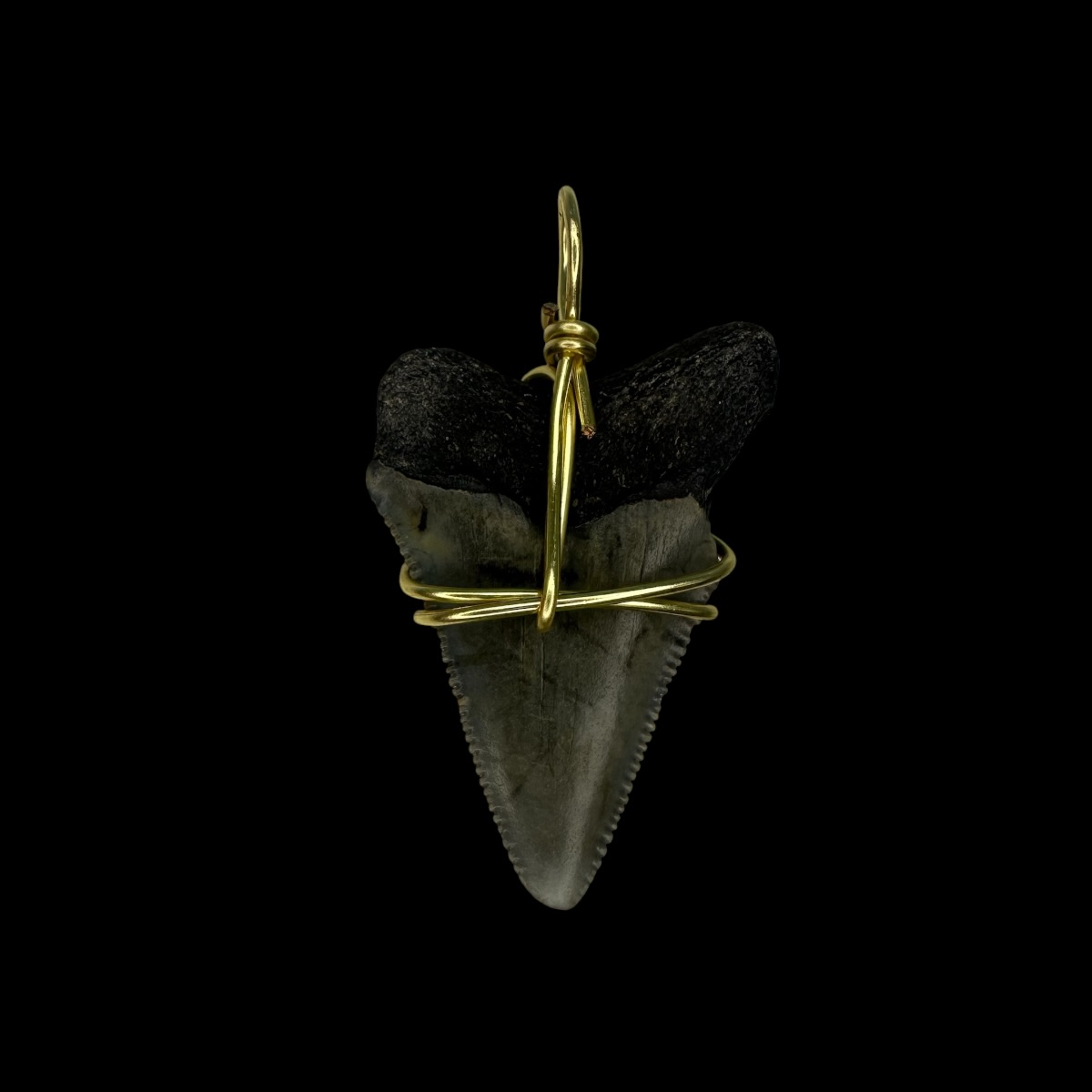 1.53" Megalodon Tooth Pendant - Image 2