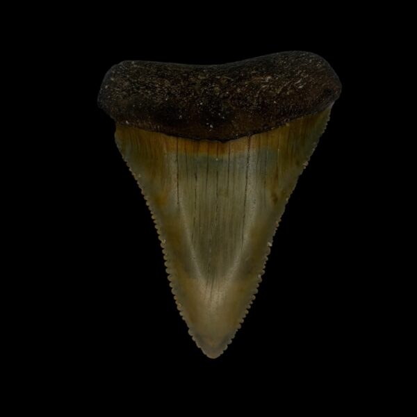 Great White Tooth Fossil 2.28"