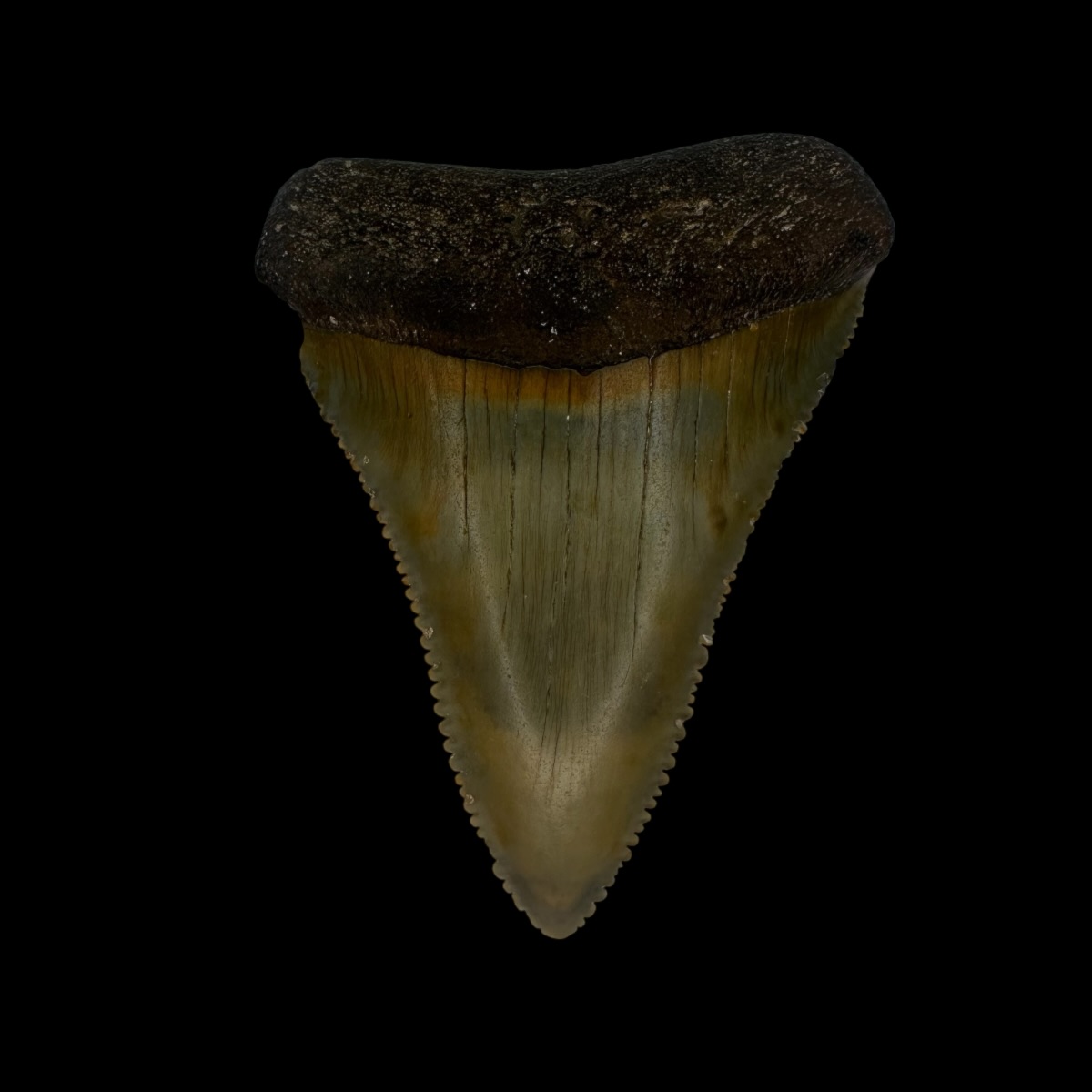Great White Tooth Fossil 2.28"