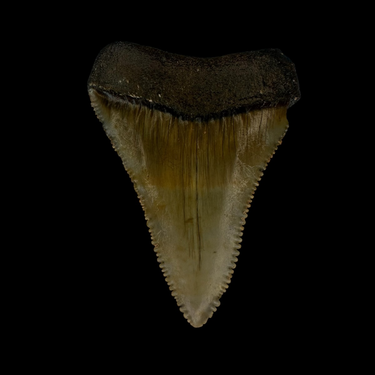 Great White Tooth Fossil 2.28" - Image 2