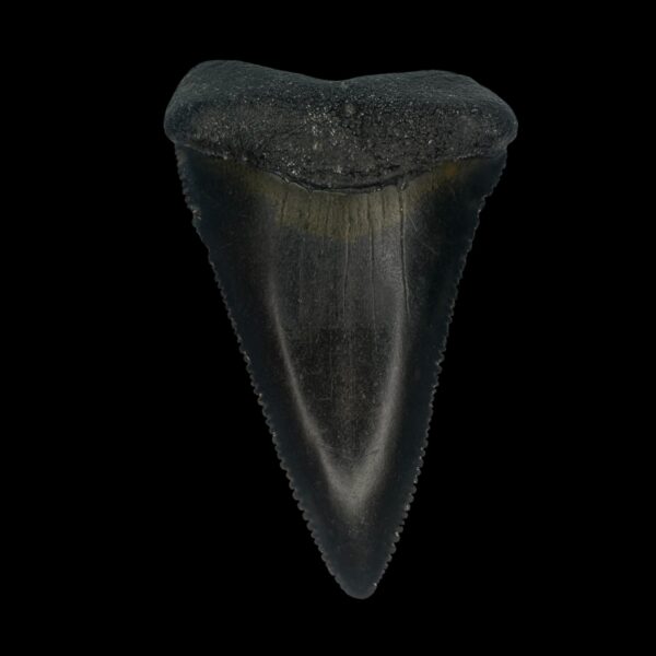 Great White Tooth Fossil 2.75"