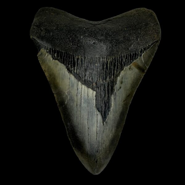 4.67" Megalodon Tooth Fossil