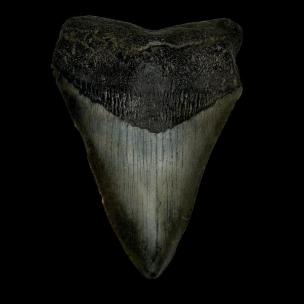 4.10" Megalodon Tooth Fossil