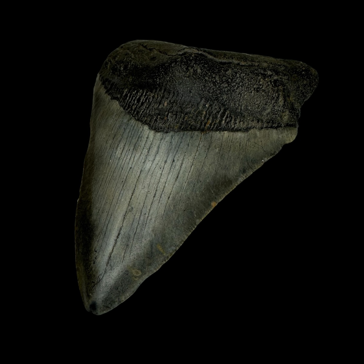 4.10" Megalodon Tooth Fossil - Image 3