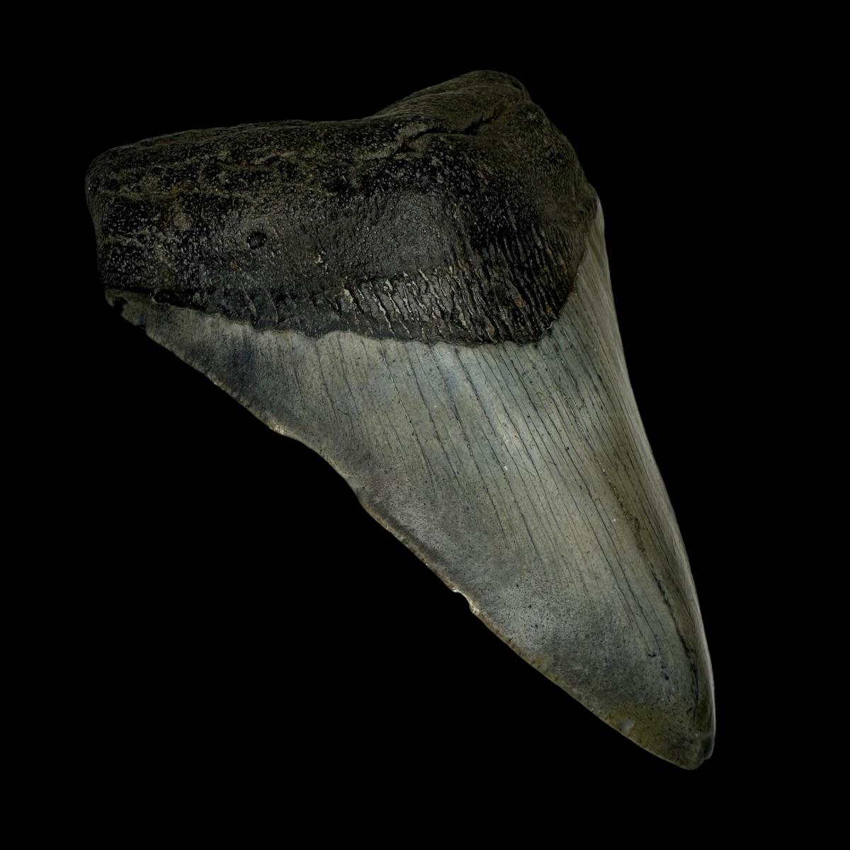4.10" Megalodon Tooth Fossil - Image 4