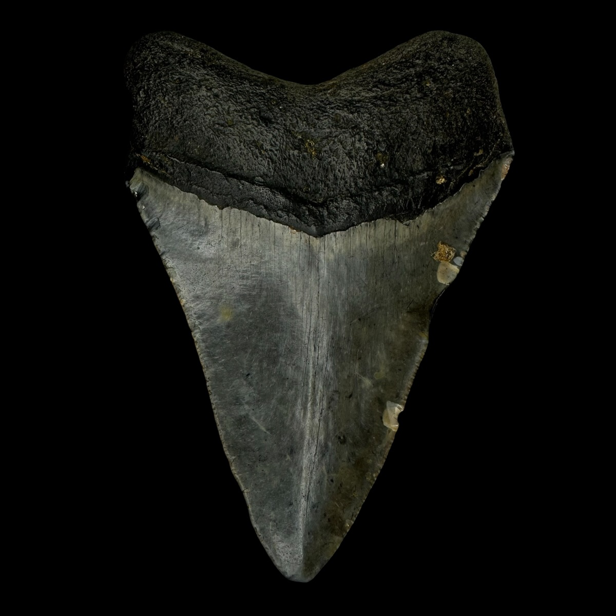 4.10" Megalodon Tooth Fossil - Image 2