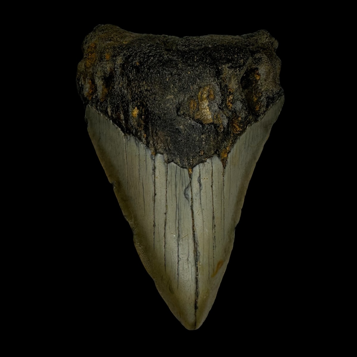 3.60" Megalodon Tooth Fossil