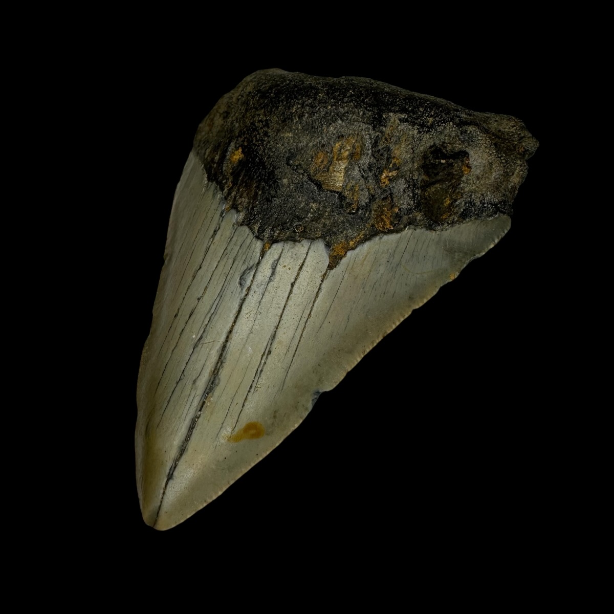 3.60" Megalodon Tooth Fossil - Image 3
