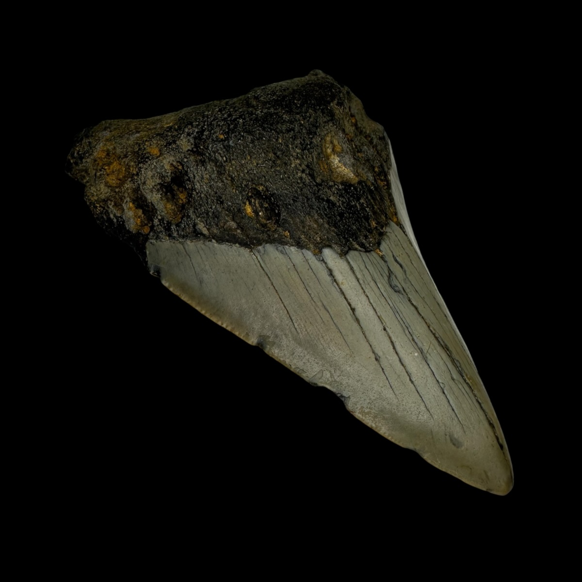 3.60" Megalodon Tooth Fossil - Image 4
