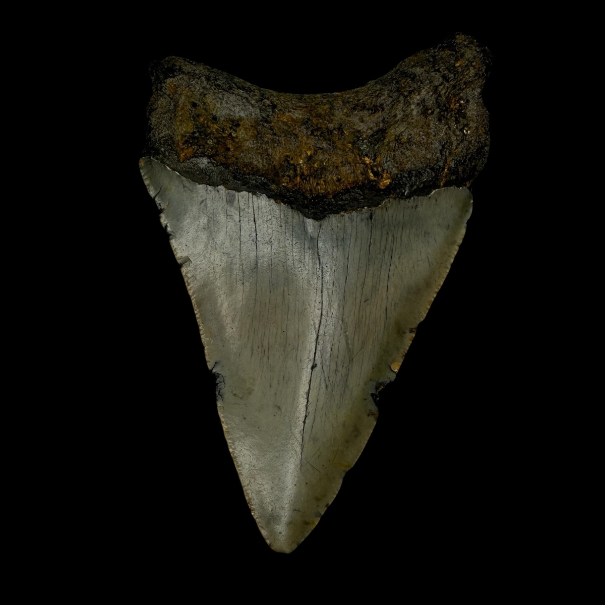 3.60" Megalodon Tooth Fossil - Image 2