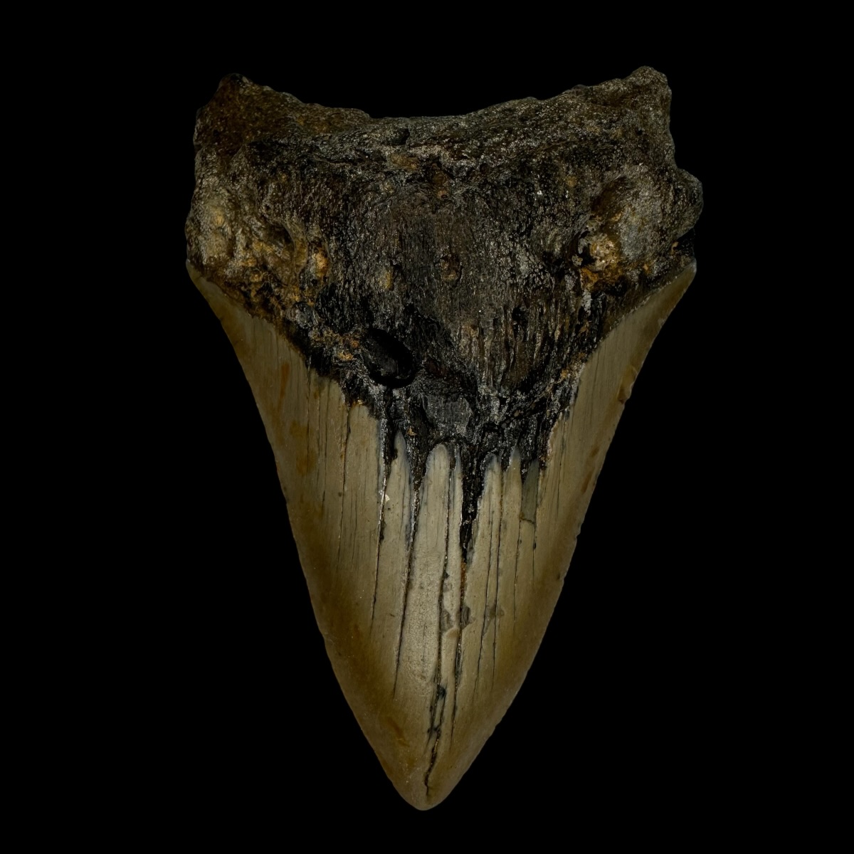 3.66" Megalodon Tooth Fossil