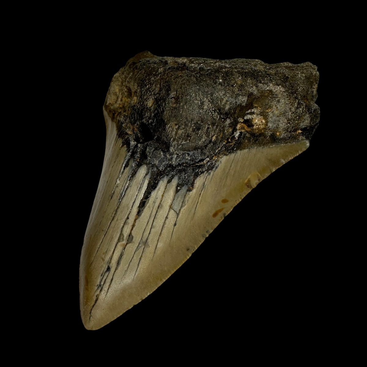 3.66" Megalodon Tooth Fossil - Image 3