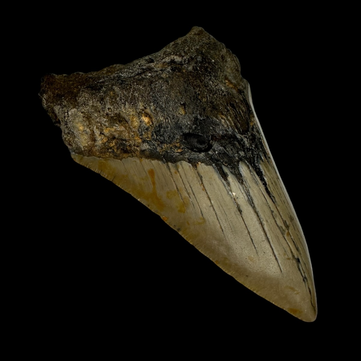 3.66" Megalodon Tooth Fossil - Image 4