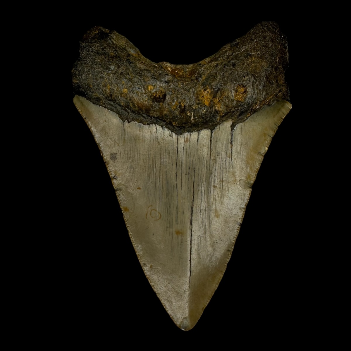 3.66" Megalodon Tooth Fossil - Image 2