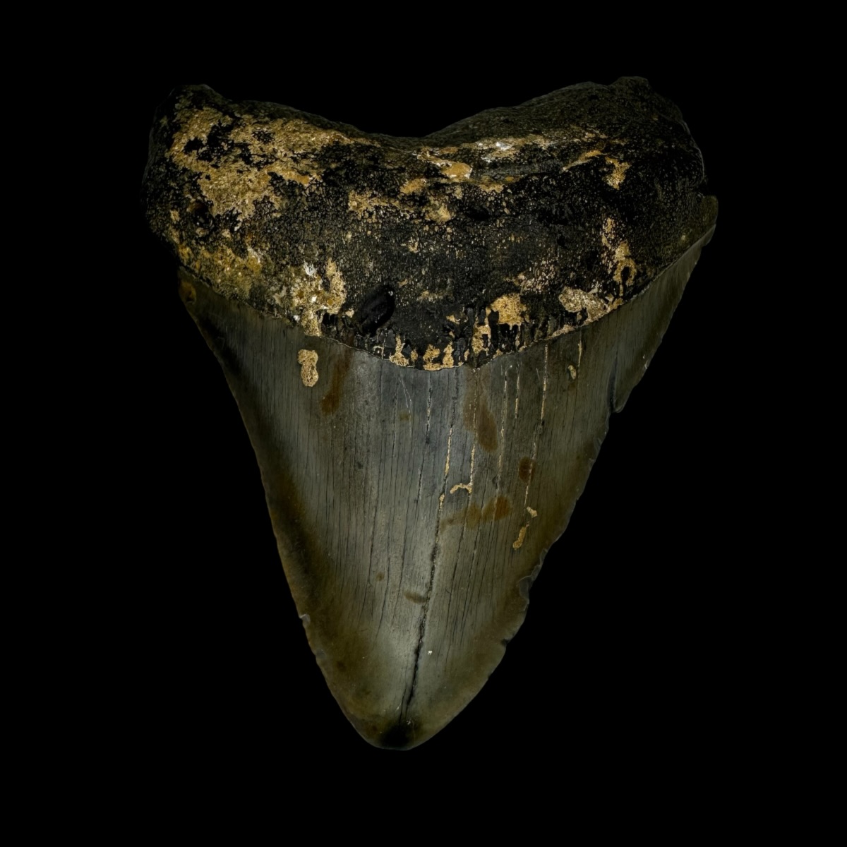 3.69" Megalodon Tooth Fossil