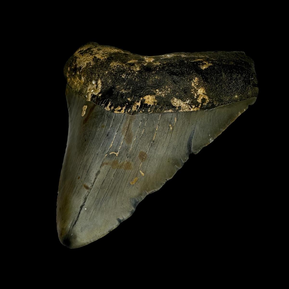3.69" Megalodon Tooth Fossil - Image 3