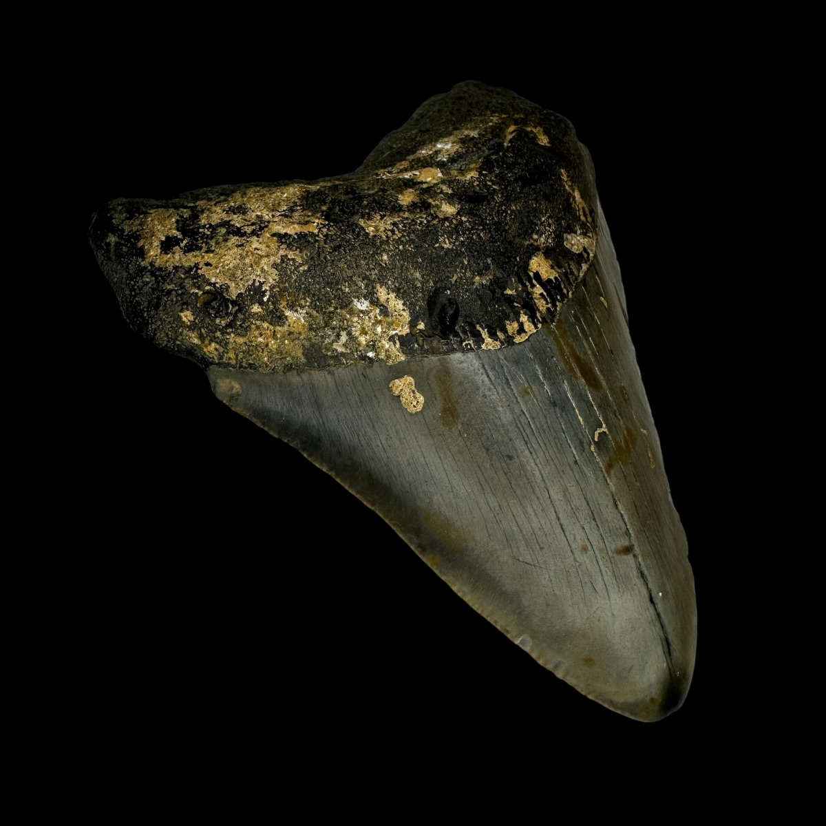 3.69" Megalodon Tooth Fossil - Image 4