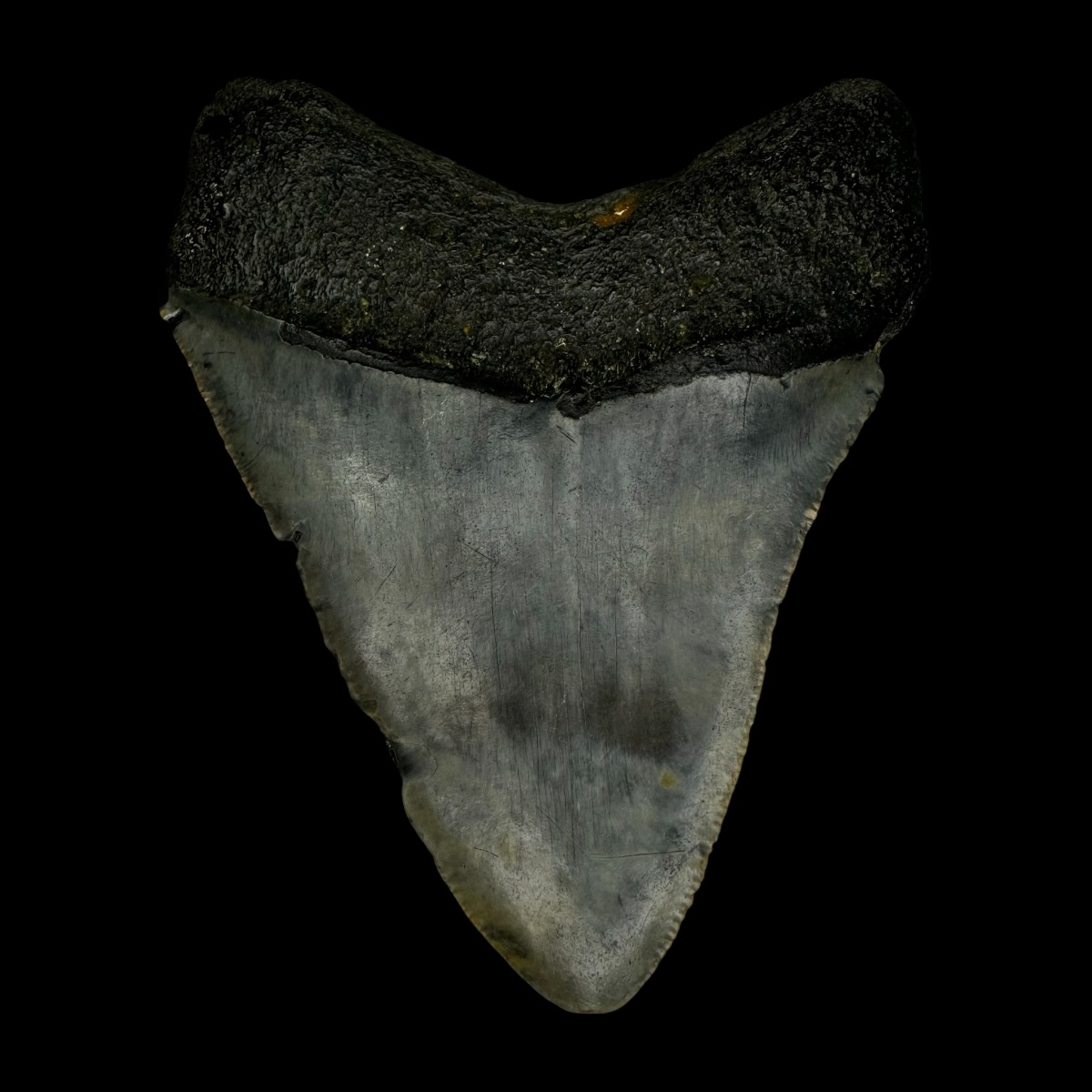 3.69" Megalodon Tooth Fossil - Image 2