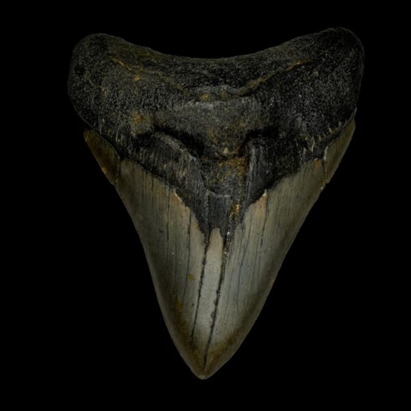 3.83" Megalodon Tooth Fossil