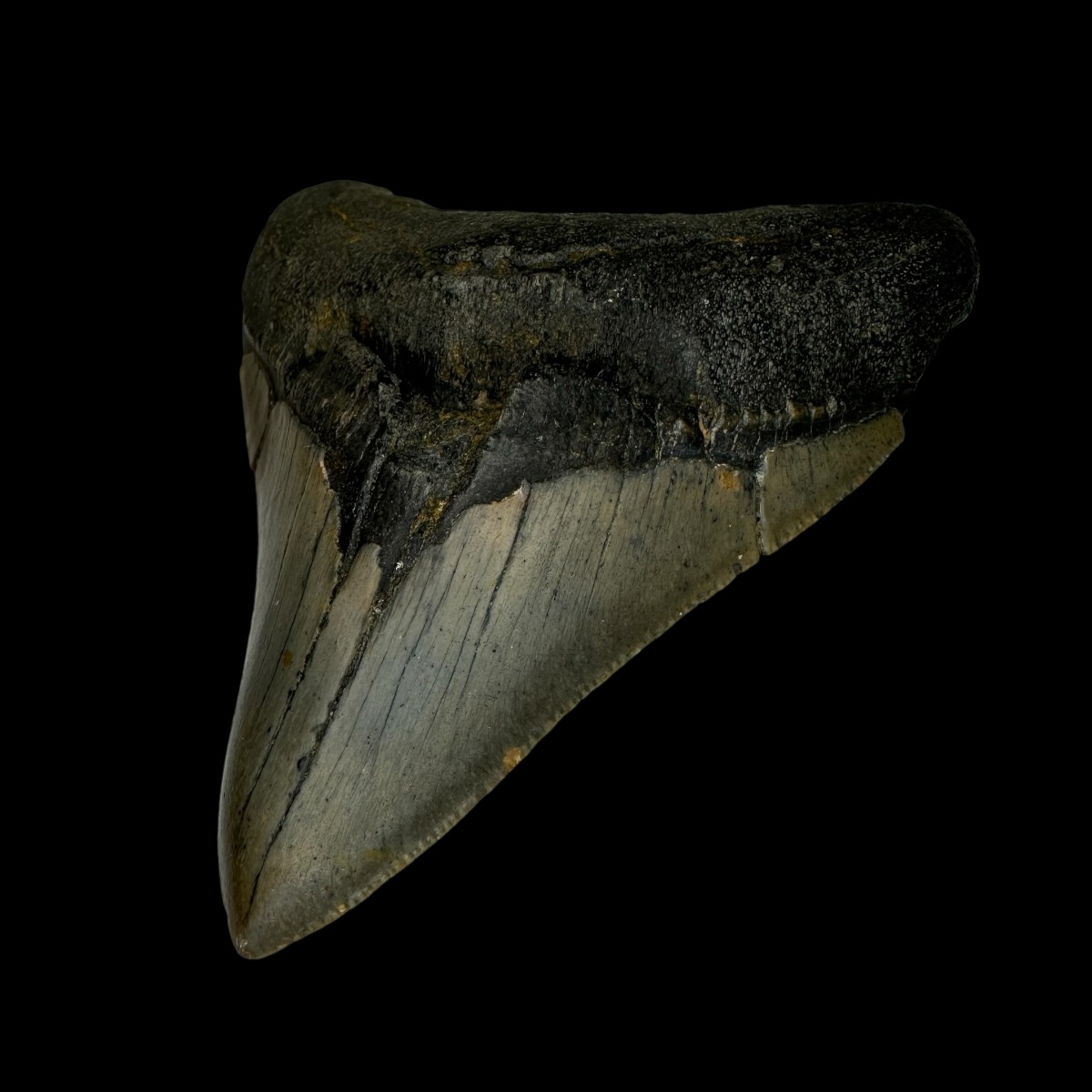 3.83" Megalodon Tooth Fossil - Image 3