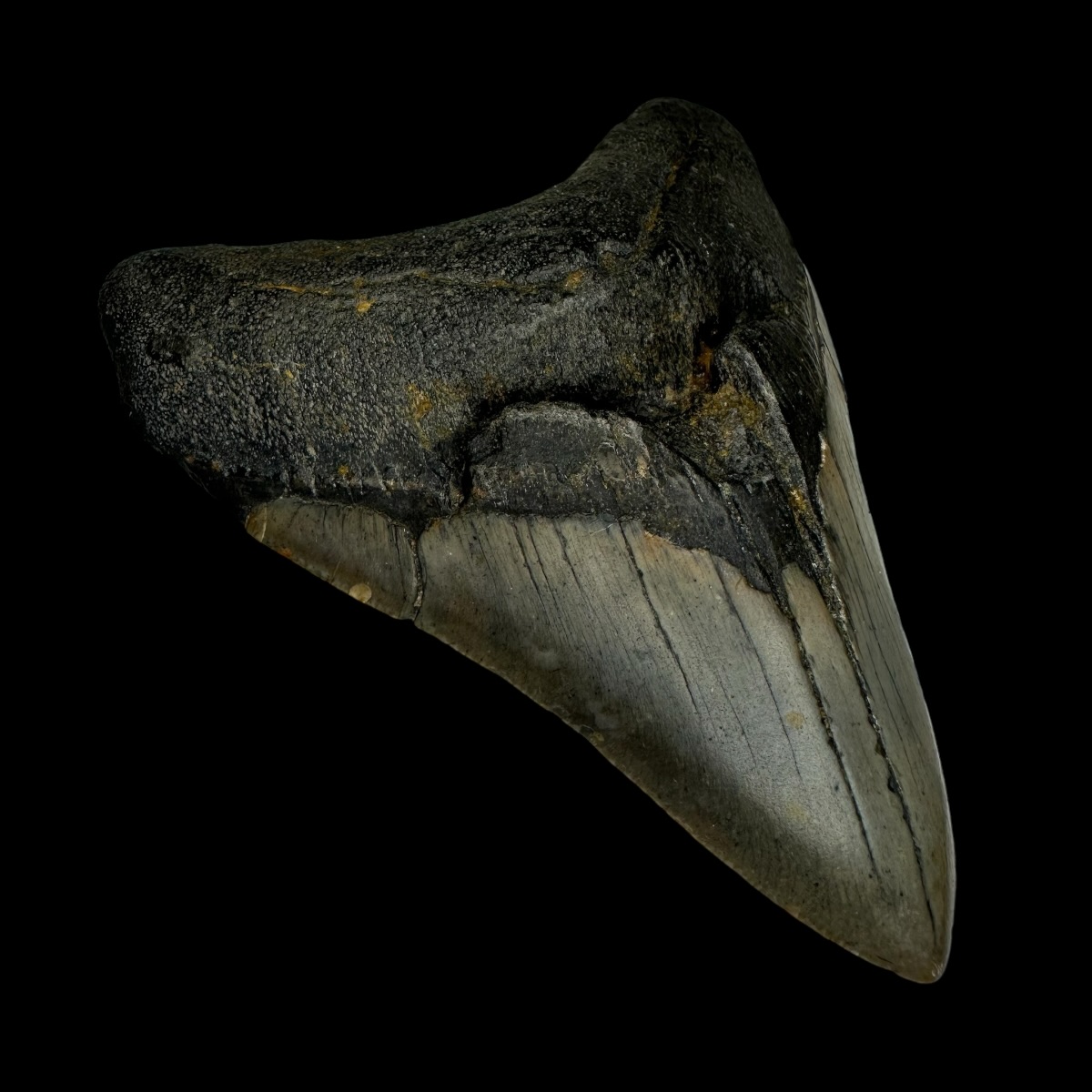 3.83" Megalodon Tooth Fossil - Image 4