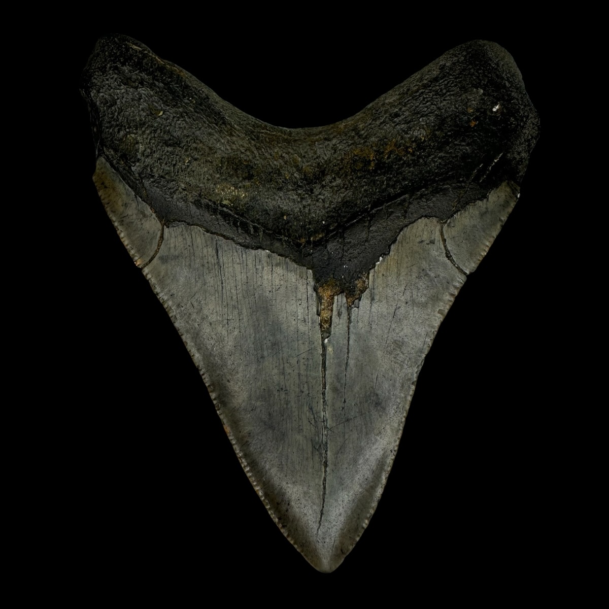 3.83" Megalodon Tooth Fossil - Image 2