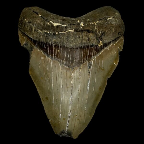 5.25" Megalodon Tooth Fossil
