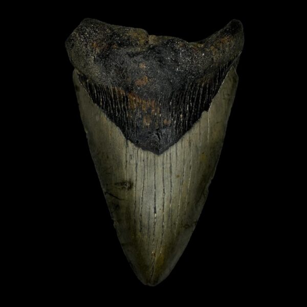 4.19" Megalodon Tooth Fossil