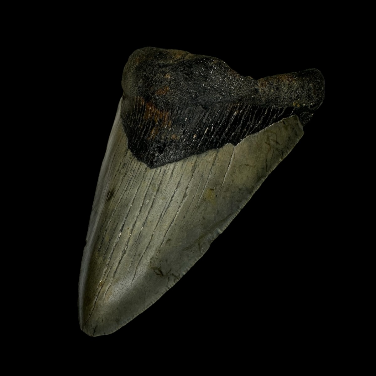 4.19" Megalodon Tooth Fossil - Image 3