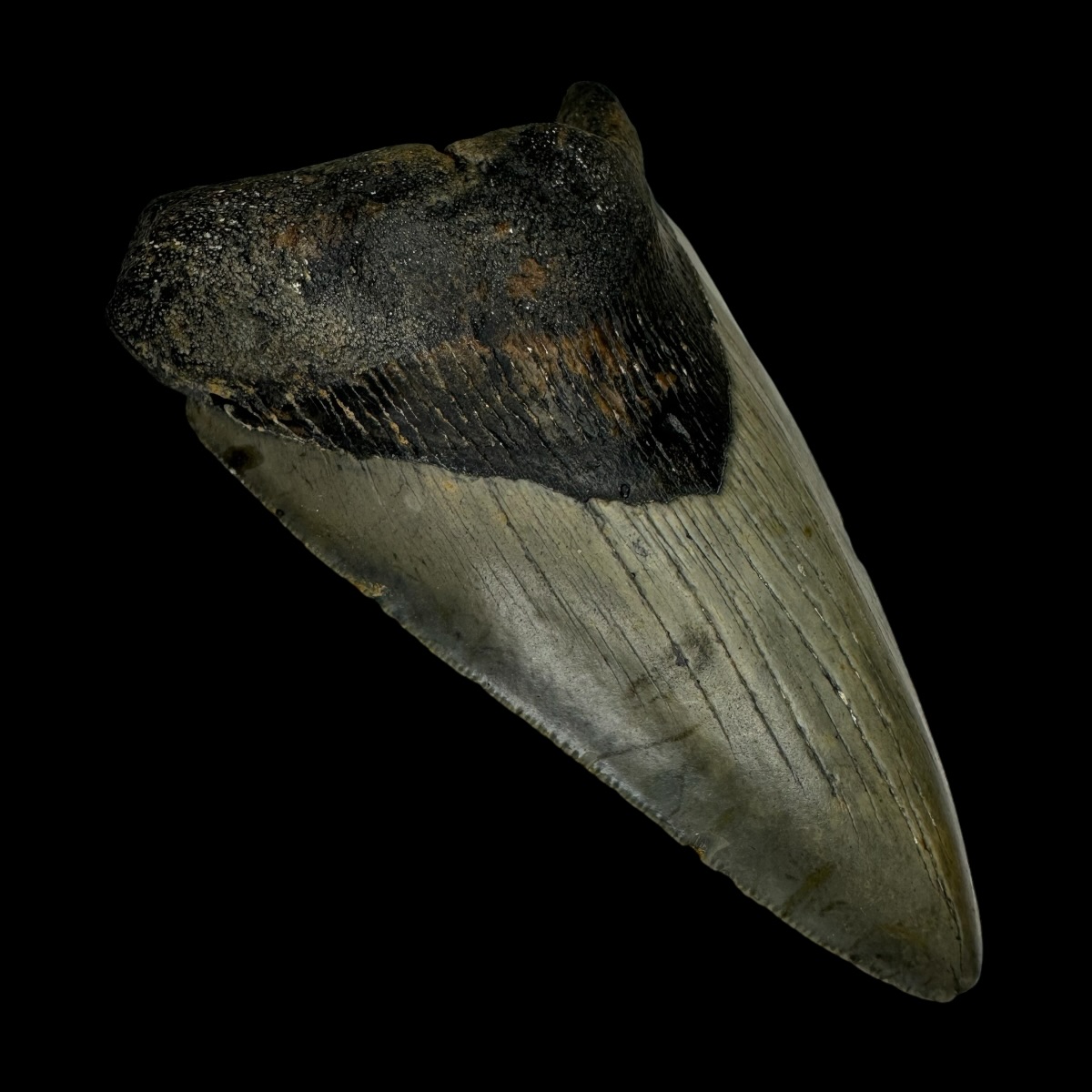 4.19" Megalodon Tooth Fossil - Image 4