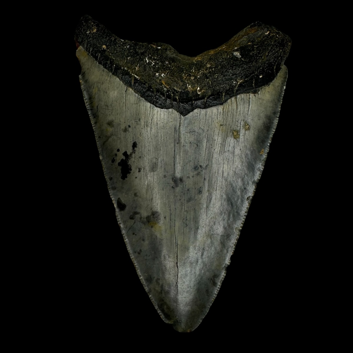 4.19" Megalodon Tooth Fossil - Image 2