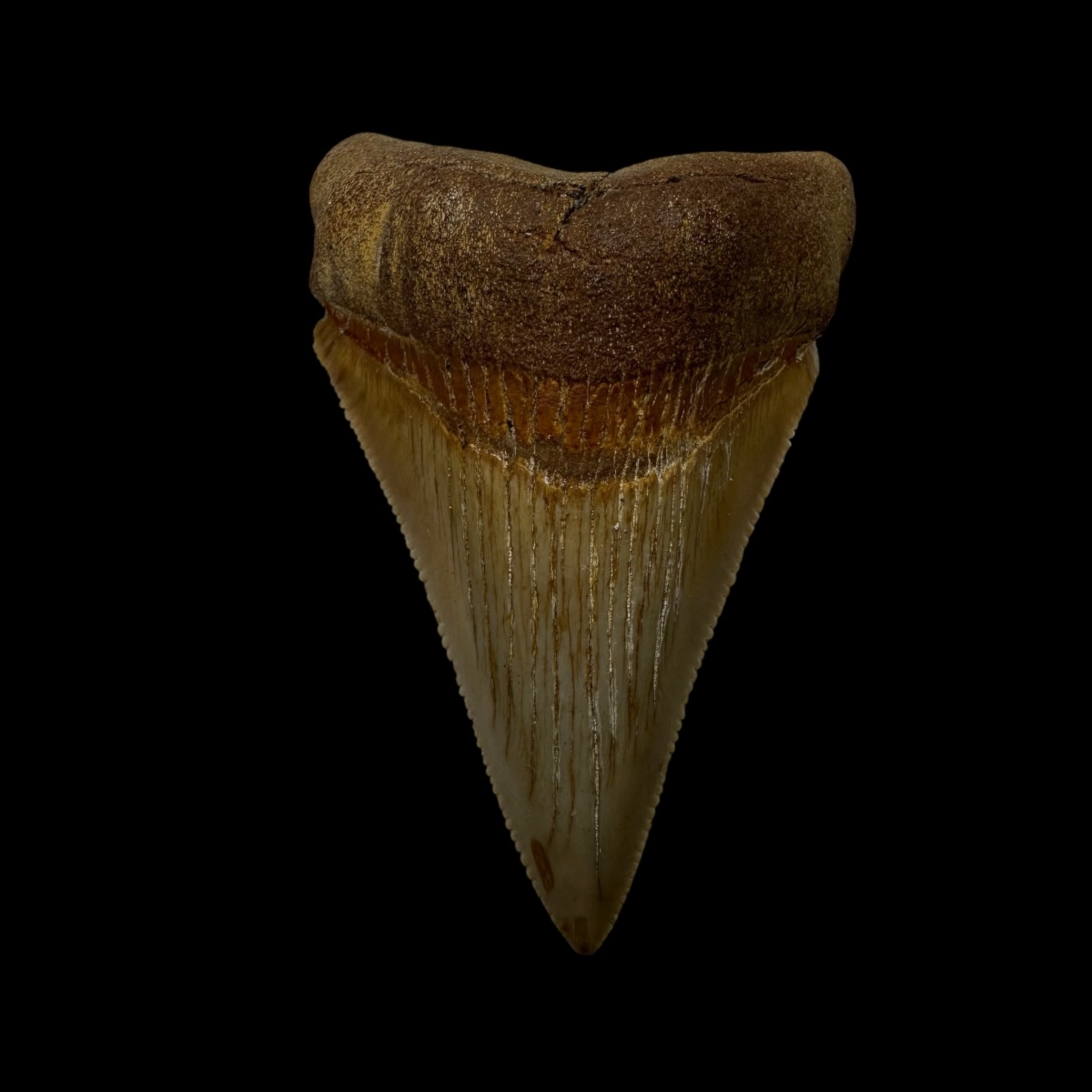 High Quality Megalodon Shark Tooth Fossil for Sale