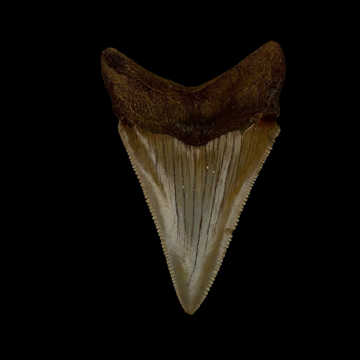 Genuine Prehistoric Shark Tooth Fossil for Sale
