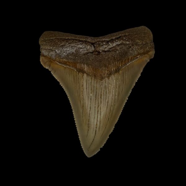 Rare Megalodon Shark Tooth Fossil for Sale Online