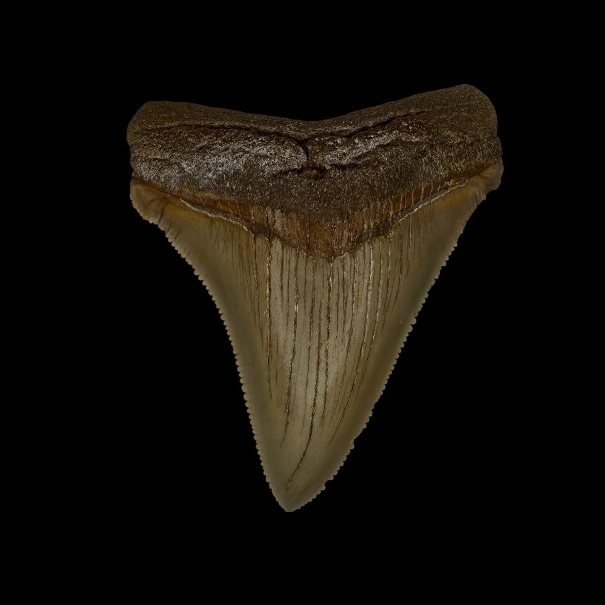 Rare Megalodon Shark Tooth Fossil for Sale Online