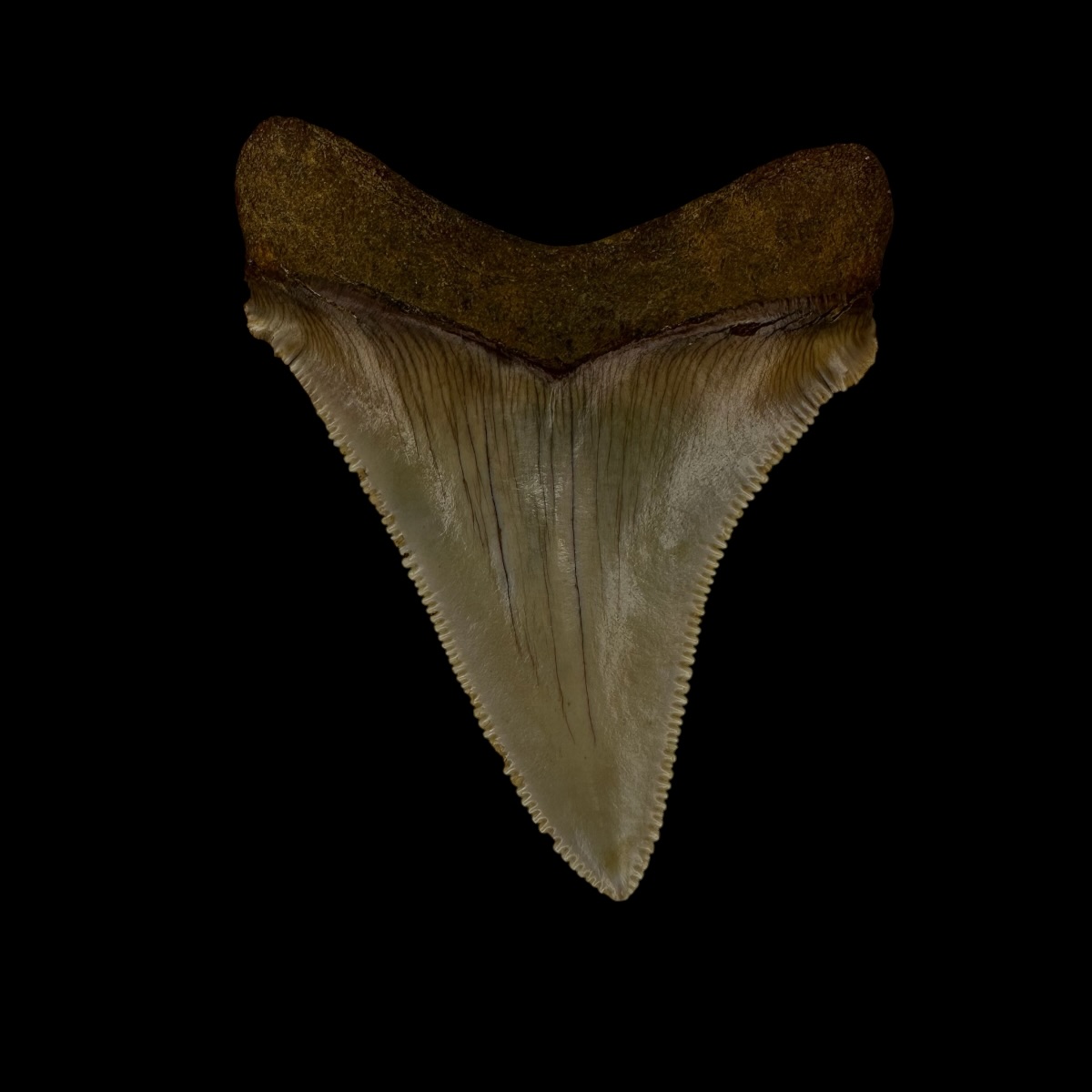 Authentic Paratodus Benedini Shark Tooth Fossil for Sale