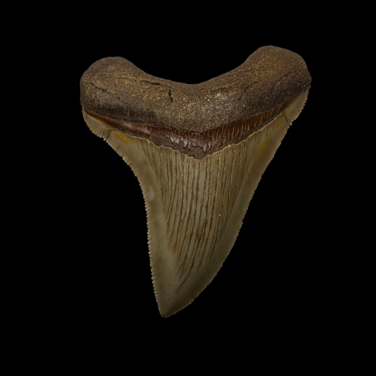 Chubutensis Tooth Fossil 2.59"