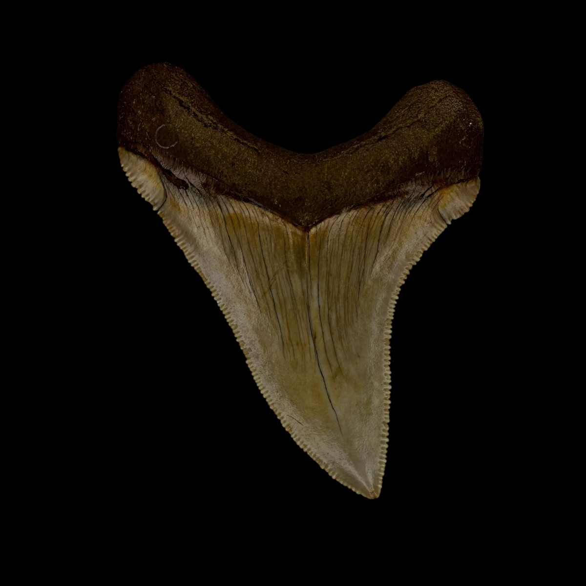 Chubutensis Tooth Fossil 2.59" - Image 2