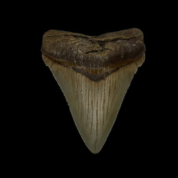Chubutensis Tooth Fossil 2.35"