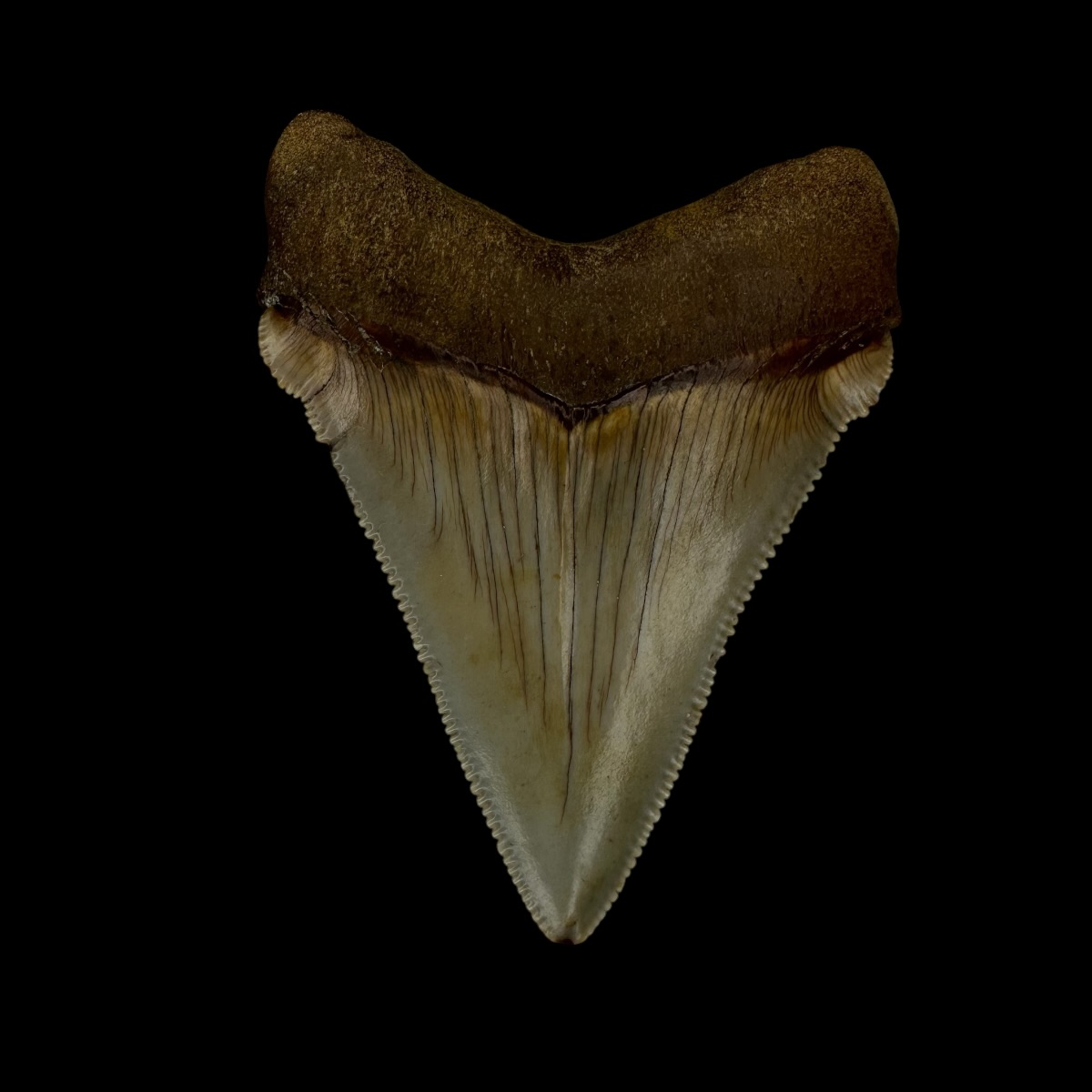 Chubutensis Tooth Fossil 2.35" - Image 2