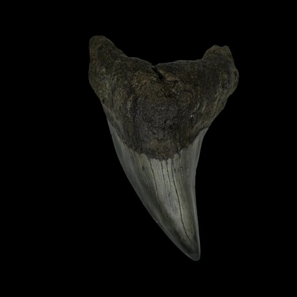 Paratodus Benedini Tooth Fossil 2.82"