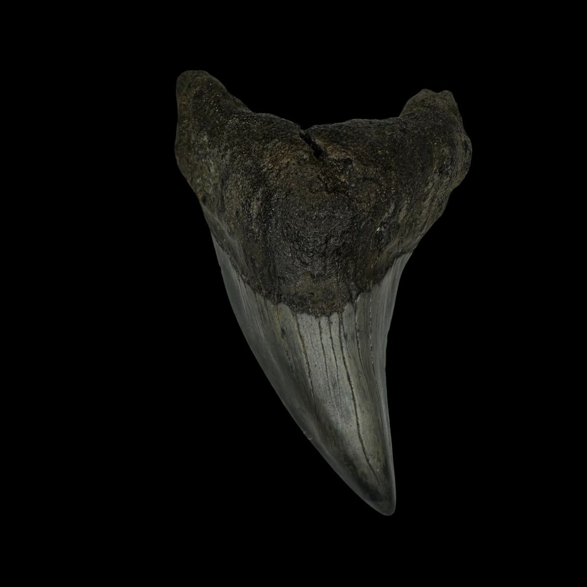 Paratodus Benedini Tooth Fossil 2.82"
