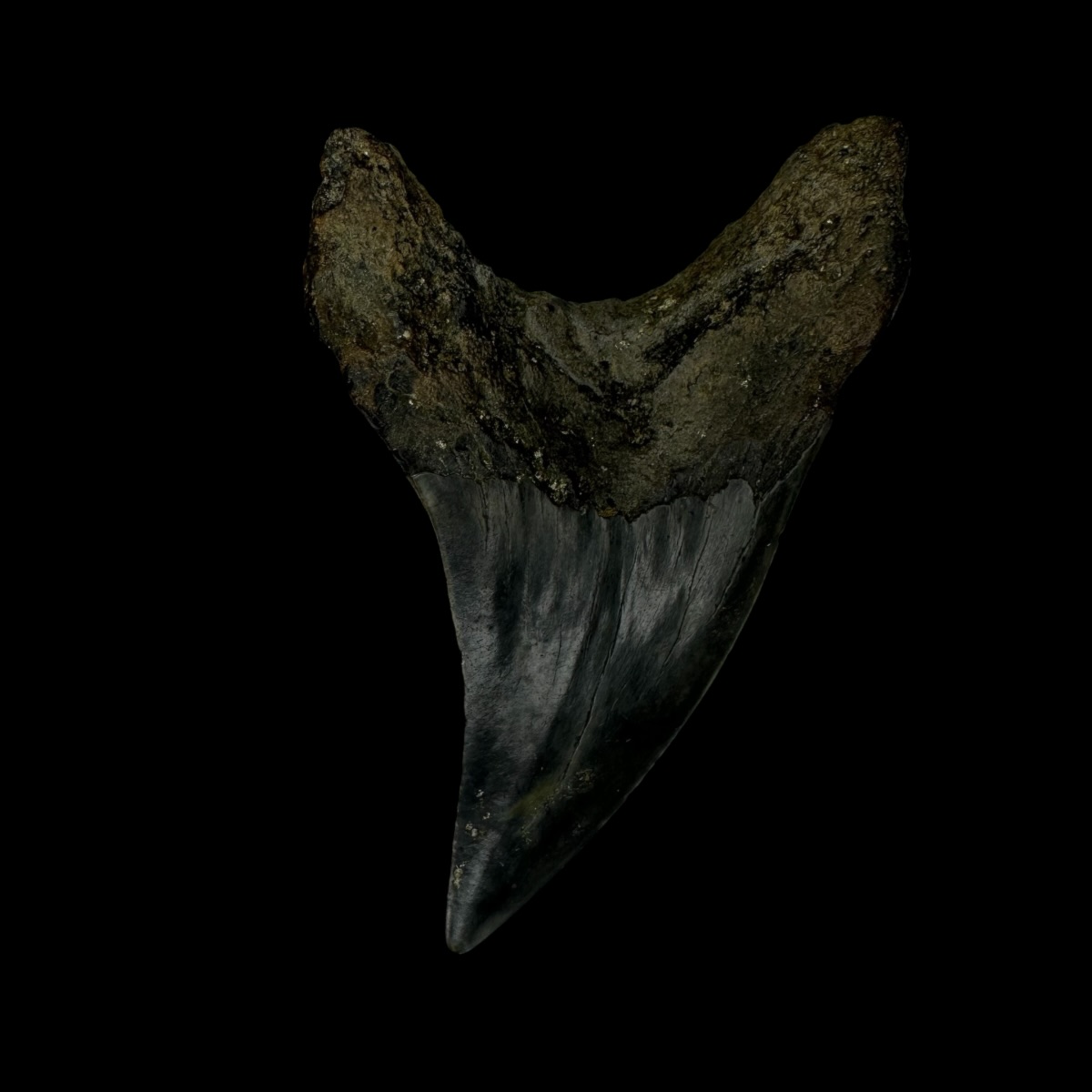Paratodus Benedini Tooth Fossil 2.82" - Image 2