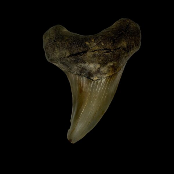 Paratodus Benedini Tooth Fossil 2.53"
