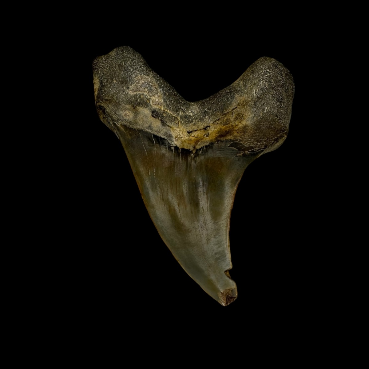 Paratodus Benedini Tooth Fossil 2.53" - Image 2