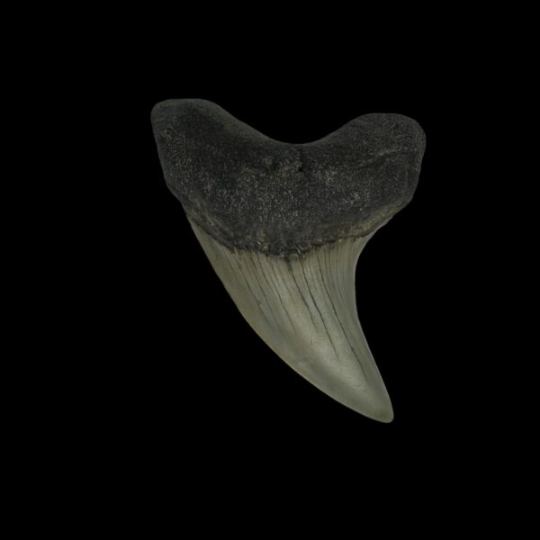 Paratodus Benedini Tooth Fossil 2.14"
